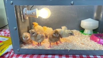 Worcestershire care home chicks delight Residents